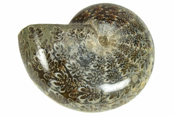 Polished Agatized Ammonite (Phylloceras?) Fossil - Madagascar #230127